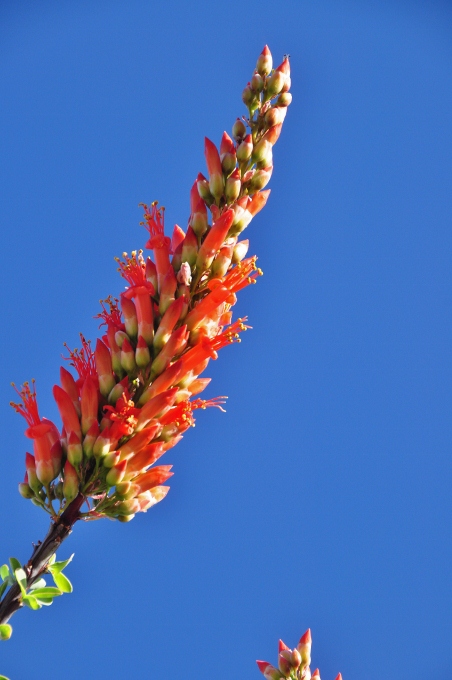 close up of an ocotillo